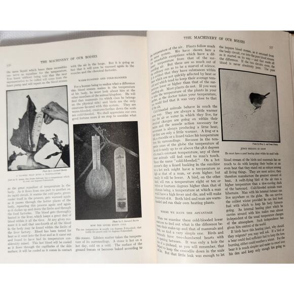 Our Wonder World Set - Handbook - The Literature Sup. Vol.‎ - The Wonder of Life - Picture 13 of 16